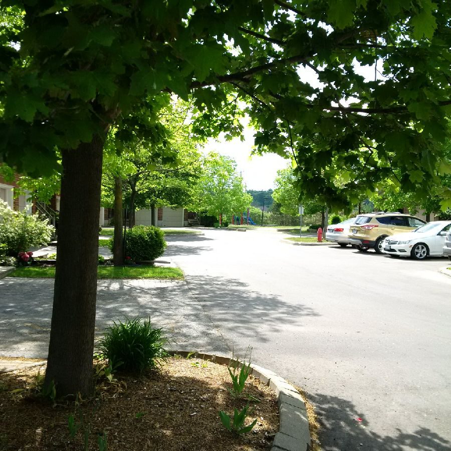 A tree is shown on the side of a street.